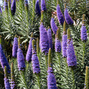 Carmel Flowers