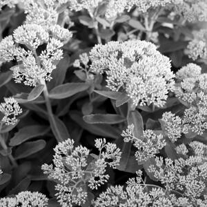 Succulents