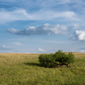 Summit Tree